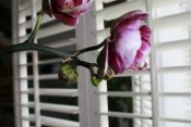Apartament Breccia