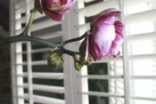 Apartament Breccia